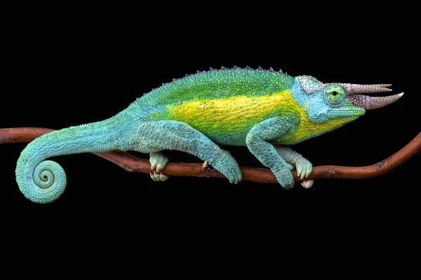 Jackson Chameleon Trioceros Jacksonii Jacksonii Spektakulär Kameleont Arter Tropiska Bergskogar — Stockfoto