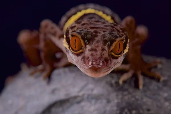 Hainan Cave Gecko Goniurosaurus Hainensis Beautiful Lizard Species Endemic Hainan — стоковое фото