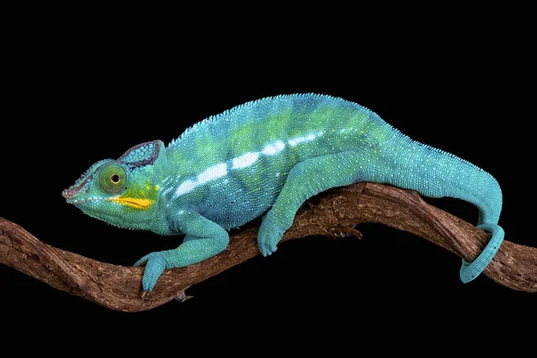 Panther Chameleon Furcifer Paradise One Most Colorful Lizard Species World — Stock Photo, Image