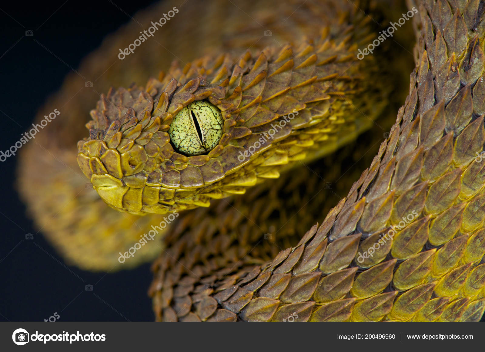 Portrait of Bush viper (Atheris squamigera) on a branch on black back  ground Stock Photo - Alamy