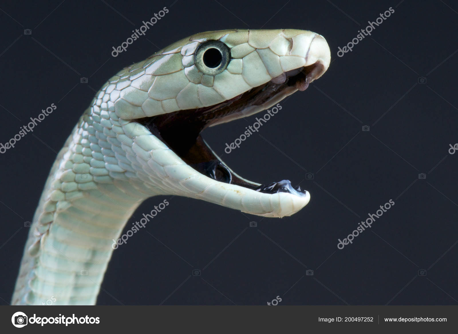 Die Schwarze Mamba Dendroaspis Polylepis Ist Die Größte ...