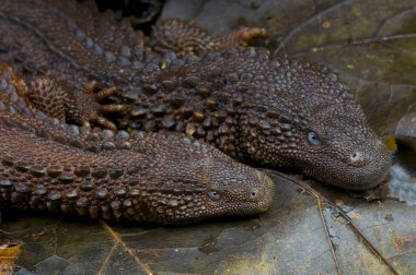 Borneo kulaksız monitör çift (Lanthanotus borneensis) en nadide ve en esrarengiz al kertenkele biridir. Borneo Adası üzerinde buluncaya kadar.