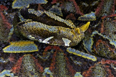 The rhinoceros viper (Bitis nasicornis) is a giant viper species found in Central Africa. The spectacular colors actually act as a perfect camouflage between the rainforest leaflitter. clipart