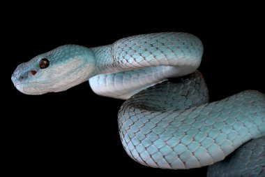 Mavi Beyaz dudaklı Adası kesimlerinde bulunan çukur engerek (beyaz albolabris insularis) endemik Komodo ve çevre Adaları, Endonezya parçası.
