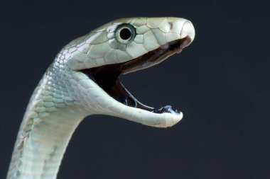 Kara mamba (Dendroaspis polylepis) Afrika'nın en büyük zehirli yılan türdür. Bunlar are bir-in en hızlı, en akıllı ve en zehirli yılanlar dünya.