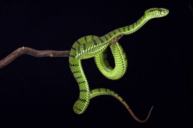 Sumatra çukur engerek (Parias sumatranus) Sumatra, Endonezya üzerinde büyük, zehirli, yılan türüdür.