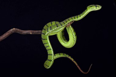 The Sumatra pit viper (Parias sumatranus) is a large, venomous, snake species found on Sumatra, Indonesia. clipart