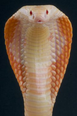 Albino monocled cobra (Naja kaouthia) is a highly venomous snake species. clipart