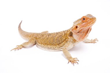 Sakallı ejder (Pogona vitticeps) bir derece popüler evde beslenen hayvan kertenkele türüdür. Aslında Avustralya'dan onlar dünya çapında are bred.