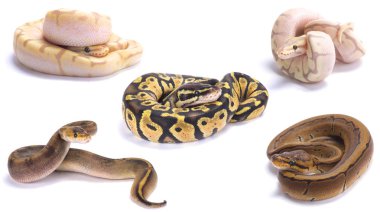 Ball pythons (Python regius) are the most popular pet snakes today and being bred in a huge variety of colors. clipart