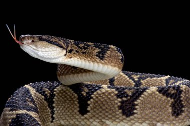 The Bushmaster (Lachesis muta) is the largest viper species in the world. They are at home in the Amazon rainforest. clipart