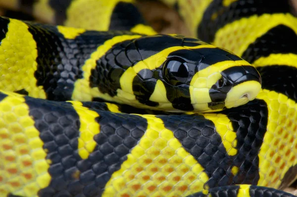 Mandarin Rat Snake Euprepiophis Mandarinus Extremely Colored Nonvenomous Snake Species — Stock Photo, Image