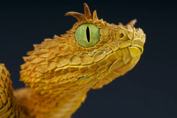 Usambara 바이퍼 Atheris Ceratophora 탄자니아 — 스톡 사진