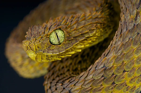 Bush viper / Atheris squamigera