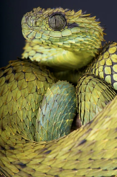 Víbora Arbustiva Peluda Atheris Hispida Una Espectacular Especie Serpiente Gran — Foto de Stock