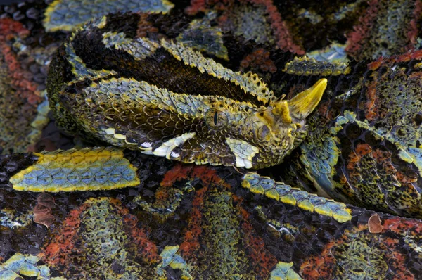 Gergedan viper (bitiş nasicornis) Orta Afrika'da dev engerek türüdür. Muhteşem renkler Aslında yağmur ormanı leaflitter arasında mükemmel bir kamuflaj olarak hareket..