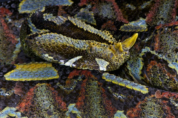 犀牛毒蛇 Bitis Nasicornis 是在中非发现的巨型毒蛇物种 壮观的颜色实际上作为一个完美的伪装之间的雨林 Leaflitter — 图库照片