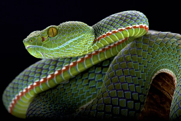 暹罗半岛 Pitviper Popeia 是在泰国和马来西亚发现的美丽的树毒蛇物种 — 图库照片