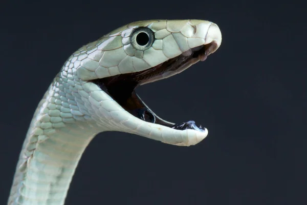 zwarte mamba stockfoto's, rechtenvrije zwarte mamba afbeeldingen