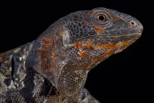 Iguana Cauda Espinhosa Iucatã Ctenosaura Defensor Uma Bela Espécie Lagarto — Fotografia de Stock