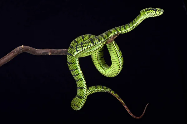 Sumatra Pit Viper Parias Sumatranus Stor Giftig Orm Arter Hittade — Stockfoto