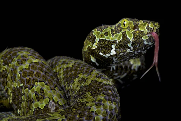 Pitviper Zhaoermia Mangshanensis 是中国云南省特有的濒危巨型毒蛇物种 — 图库照片