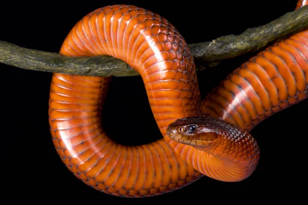 Collett Snake Pseudechis Colletti Highly Venomous Elapid Snake Species Endemic — Stock Photo, Image