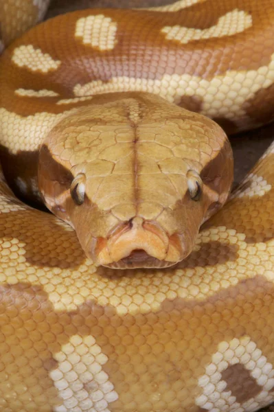 Python Python Brongersmai は東南アジアで大規模なずんぐりした ヘビの種です ここでの写真は 珍しいアルビノです — ストック写真