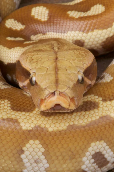 Kan python (Python brongersmai) Güneydoğu Asya'da büyük, tıknaz, yılan türüdür. Burada resimde nadir bir albino olduğunu.