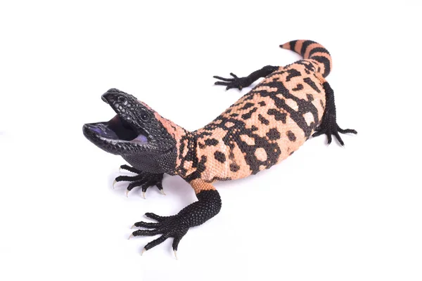 Banded Gila Monster Heloderma Suspectum Cinctum Large Venomous Lizard Species — Stock Photo, Image