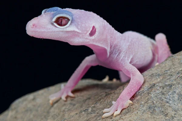 Eublepharis Macularius Diablo Blanco Luipaard Gekko — Stockfoto