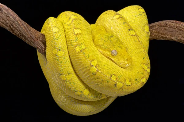 オーストラリアの西のパプア インドネシア パプア ニューギニアに先端に緑の木 Python Morelia Viridis を発見します — ストック写真