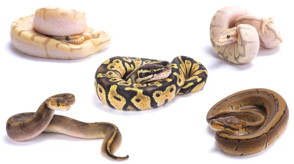 Python 是当今最受欢迎的宠物蛇 并以多种颜色繁殖 — 图库照片