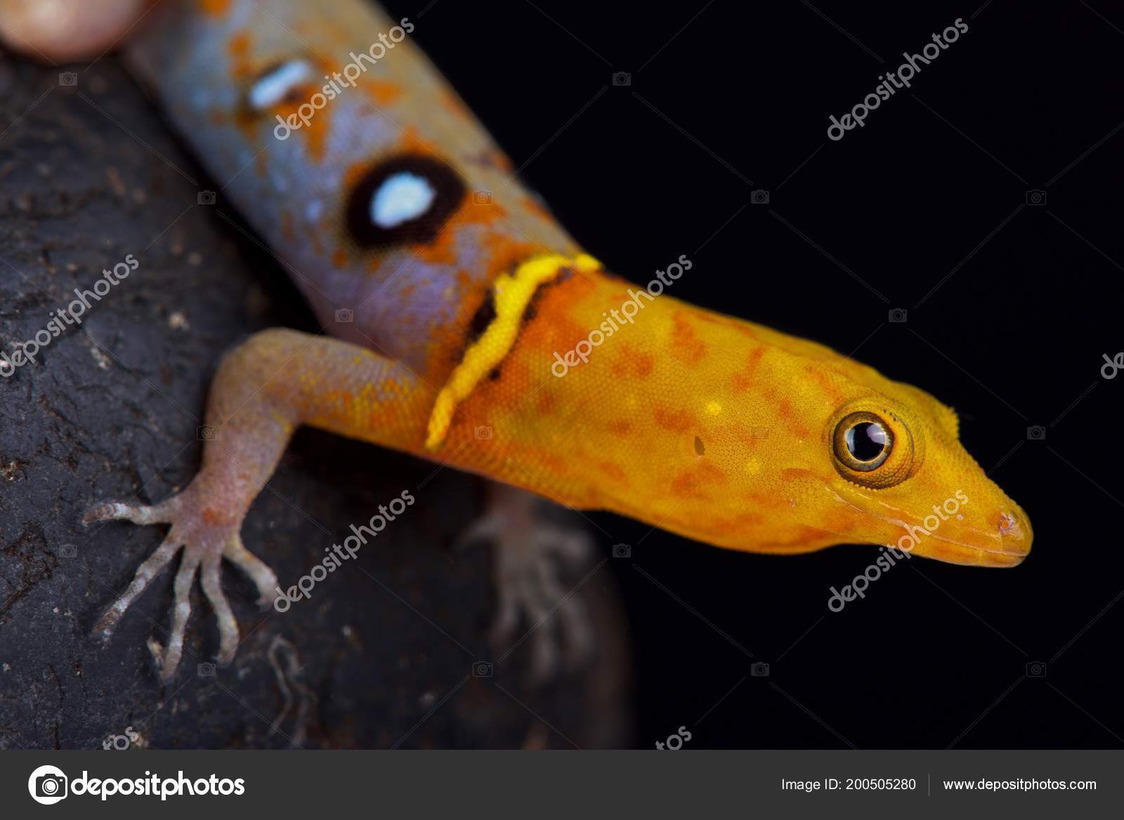 Ocellated Day Gecko Gonatodes Ocellatus Spectacular Lizard Species Endemic  Trinidad — Stock Photo © REPTILES4ALL #200505280, image size:1600x1168