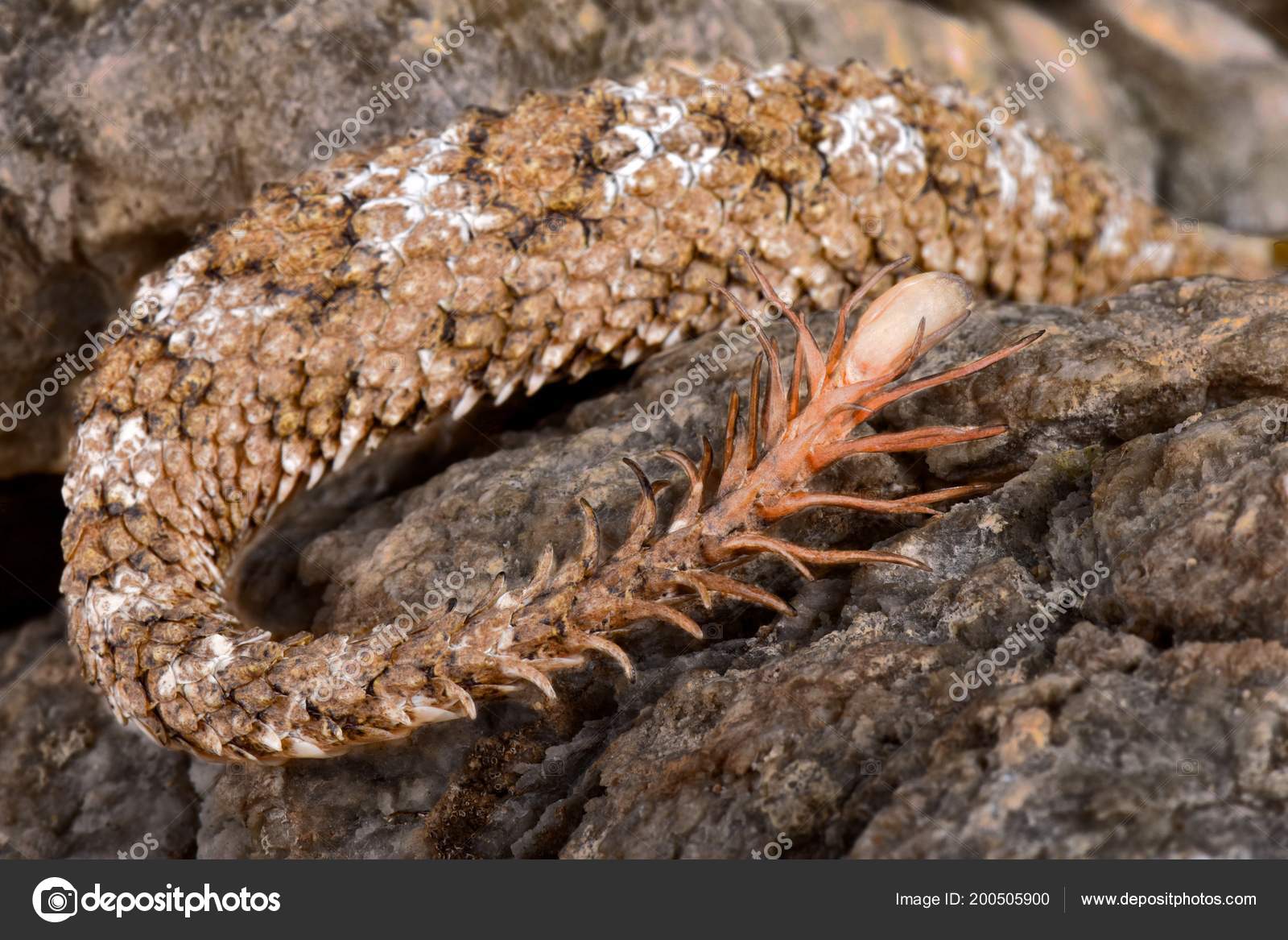 Spider Tailed Horned Viper Pseudocerastes Urarachnoides Species Viper  Endemic Western — Stock Photo © REPTILES4ALL #200505900
