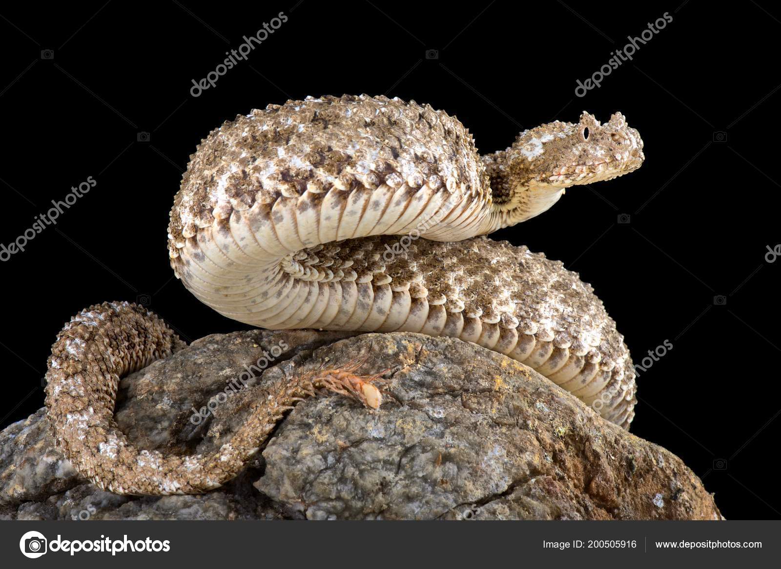 クモ尾角状毒蛇 Pseudocerastes Urarachnoides バイパーだけ クモ尾角状毒蛇 Pseudocerastes Urarachnoides バイパーだけ