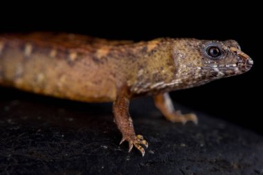 Çin su skink (Tropidophorus sinicus) Güney Çin, Hong Kong Vietnam içine yarı sucul kertenkele türüdür.