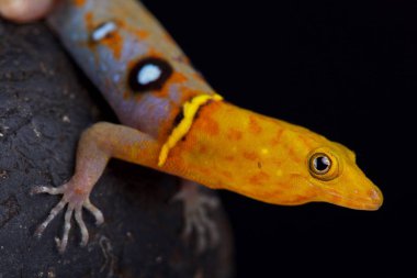 Ocellated gün gecko (Gonatodes ocellatus) familyasından bir atmaca muhteşem kertenkele Trinidad ve Tobago için endemik.