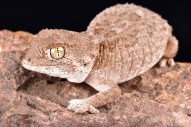 The helmeted gecko (Tarentola chazaliae) is native to Western Sahara, Mauritania and Morocco in zones near the coast where the humidity is high. clipart