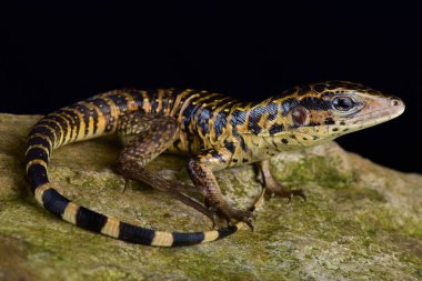 Altın tegu (Tupinambis teguixin) tropikal Güney Amerika büyük parçalar arasında büyük, güçlü, kertenkele türüdür.