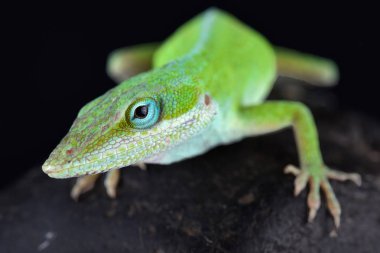 Carolina anole (Anolis carolinensis) bir ağaç anole kertenkele Güneydoğu Amerika yerli olduğunu bildiren (Batı Teksas ') ve başka bir yerde tanıttı.