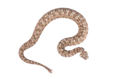 Örümcek kuyruklu boynuzlu engerek (Pseudocerastes urarachnoides) familyasından bir viper endemik Batı İran'a olan 2006 yılında tanımlanmıştır. Örümcek kuyruk gibi kuşlar yem için kullanılır.