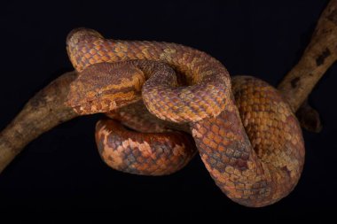 Wirot çukur engerek (beyaz wiroti) Tayland ve Malezya son derece gizemli ağacı engerek türüdür.