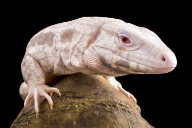 Nadir albino tegu. Bunlar dev kertenkeleler Arjantin'de buldum..