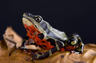 Limon palyaço kurbağa (Atelopus sp Limon) familyasından bir atmaca kritik tehlike altında kurbağa Limon, Ekvator dan.