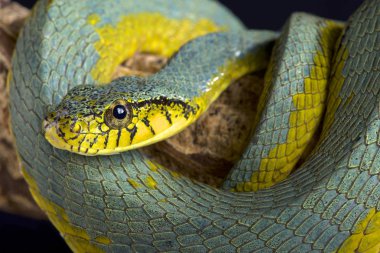 Yanlış palmviper (Xenodon werneri) familyasından bir atmaca nadir görülen viper (Bothrops bilineatus) mimicing yılan (Surinam ve Fransız Guyanası Guyanası kalkan endemik).