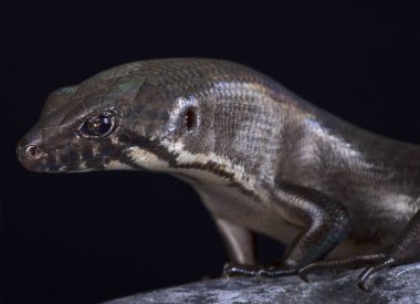 Tek gerdanlı dev Skink (Eugongylus mentovarius) familyasından bir atmaca dev yırtıcı skink Halmahera Adası, Endonezya için endemik.