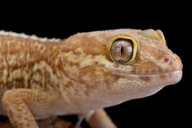 Leopar gecko, Paroedura picta, albino
