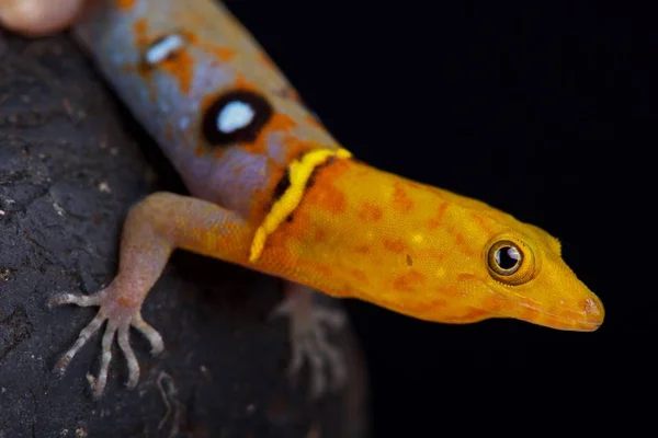 Ocellated Daggekko Gonatodes Ocellatus Een Spectaculaire Hagedis Soorten Endemisch Trinidad — Stockfoto