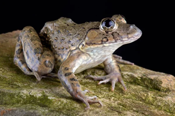 Tento Druh Rozšířená Střední Jižní Jihozápadní Číny Včetně Tchaj Wan — Stock fotografie